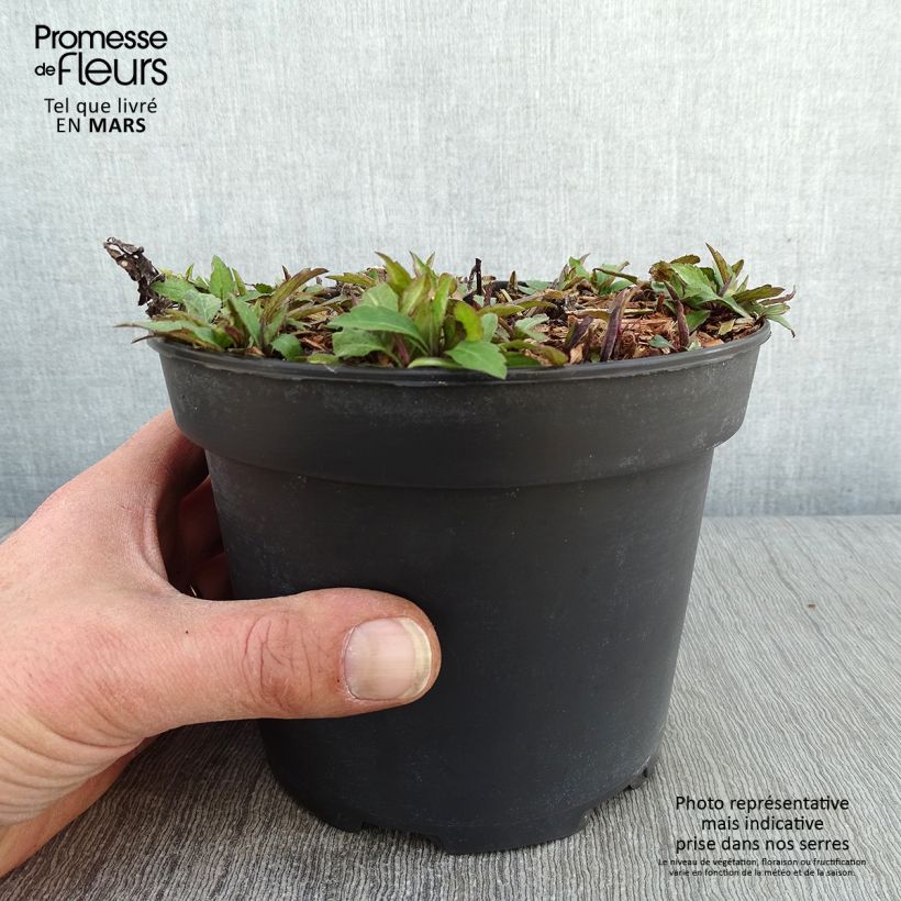 Aster ageratoides Ezo Murasaki 2L/3L pot sample as delivered in winter