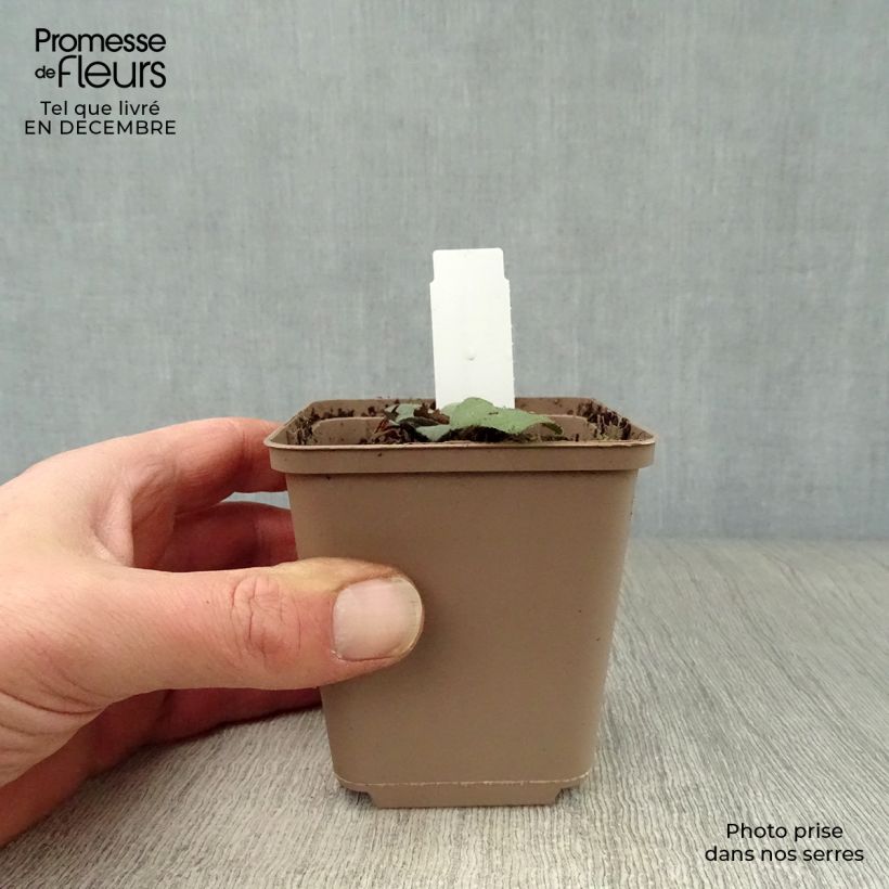 Aster ageratoides Harry Schmidt 8/9 cm pot sample as delivered in winter