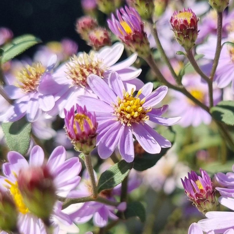 Aster ageratoides Harry Schmidt (Flowering)