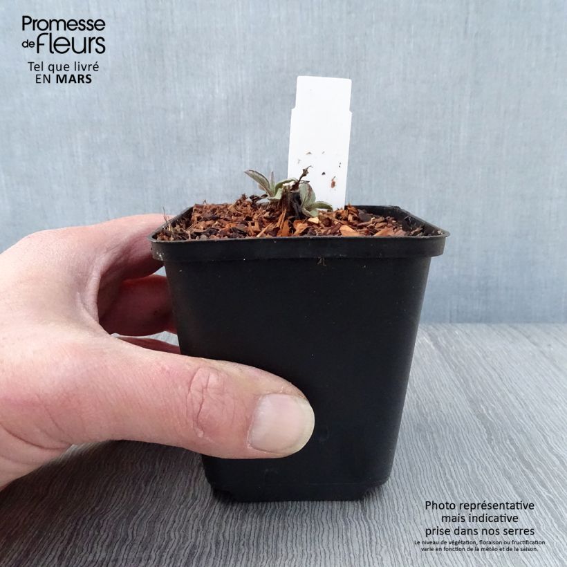 Aster ageratoides Harry Schmidt 8/9 cm pot sample as delivered in spring