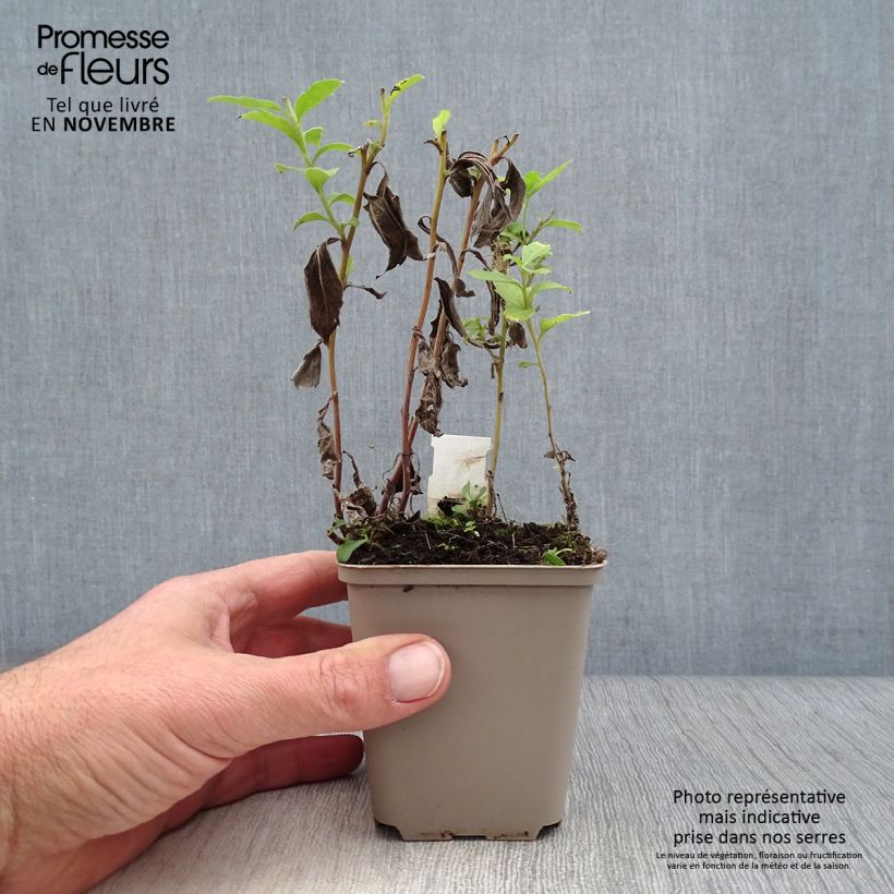 Aster ageratoides Stardust 8/9 cm pot sample as delivered in autumn