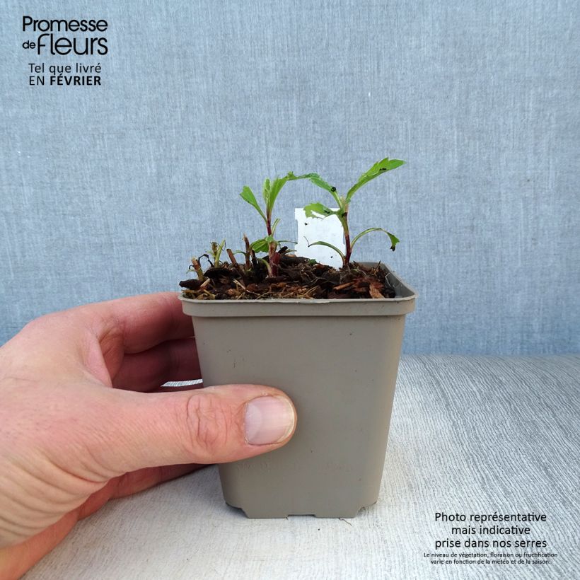 Aster ageratoides Stardust 8/9 cm pot sample as delivered in winter