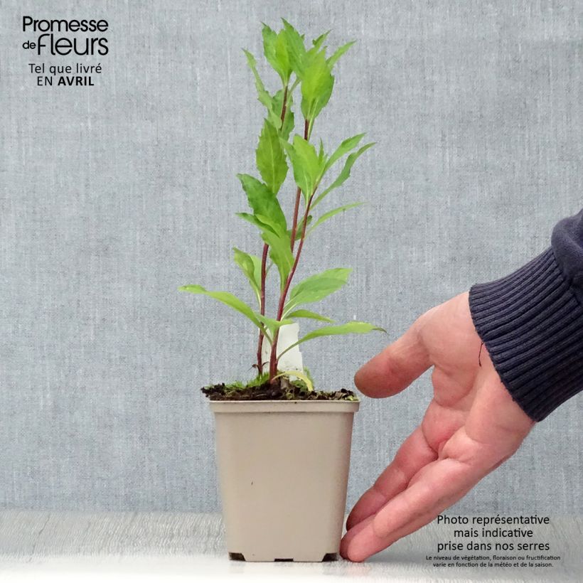 Aster ageratoides Stardust 8/9 cm pot sample as delivered in spring