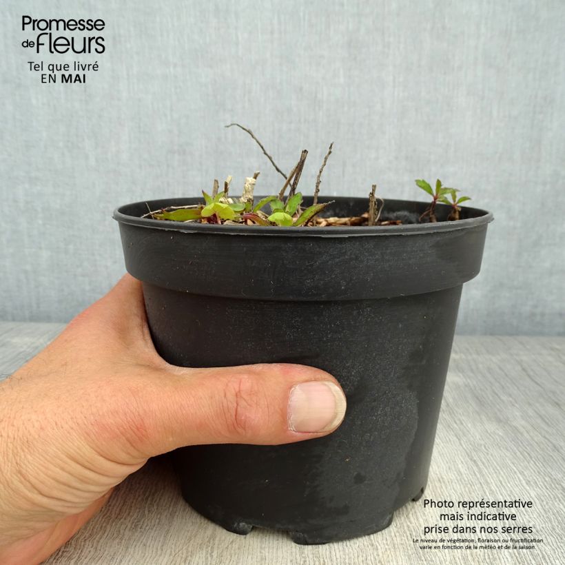 Aster ageratoides Stardust 2L/3L pot sample as delivered in spring