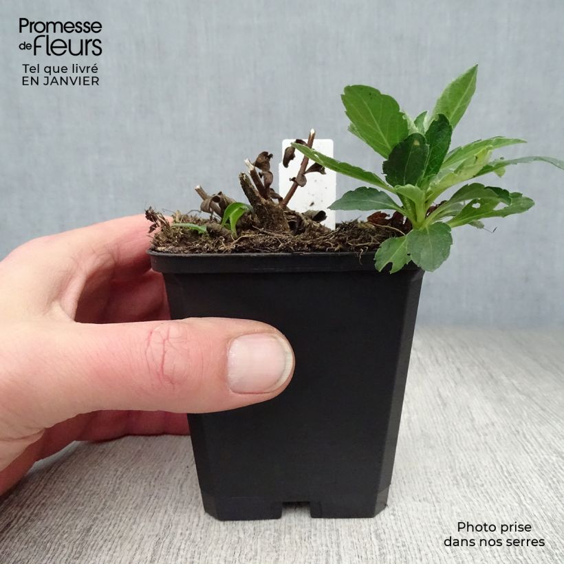 Aster ageratoides Starshine 8/9 cm pot sample as delivered in winter
