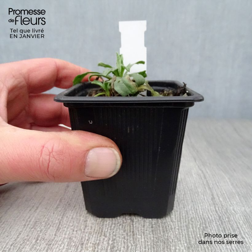 Aster alpinus Albus 8/9 cm pot sample as delivered in winter