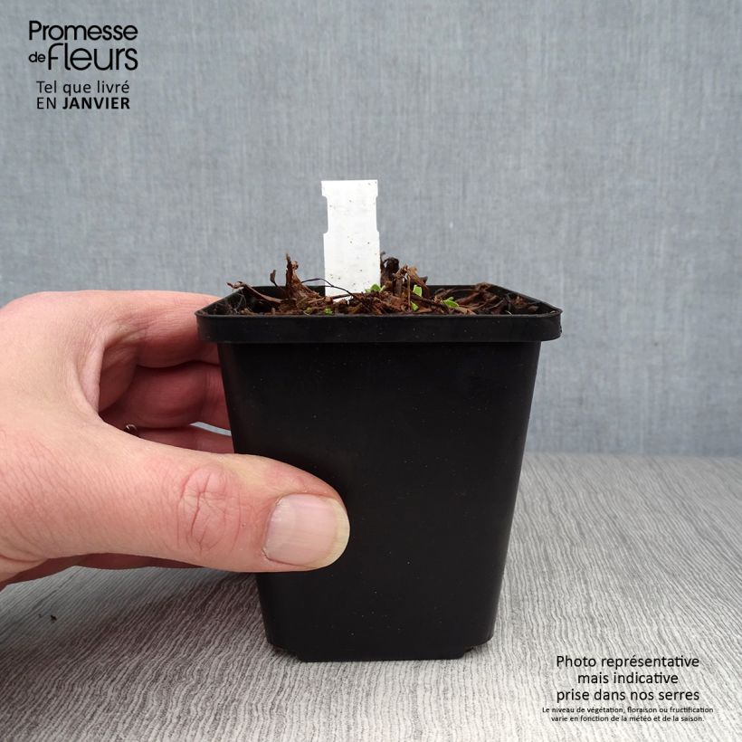 Aster alpinus Blue Beauty 8/9 cm pot sample as delivered in winter