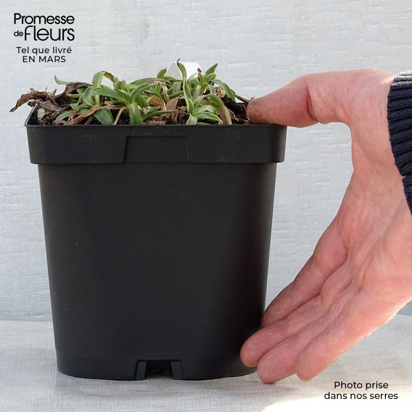 Aster alpinus Dunkle Schöne 2L/3L pot sample as delivered in spring