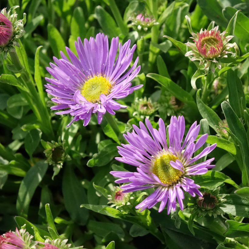 Aster alpinus Goliath (Flowering)
