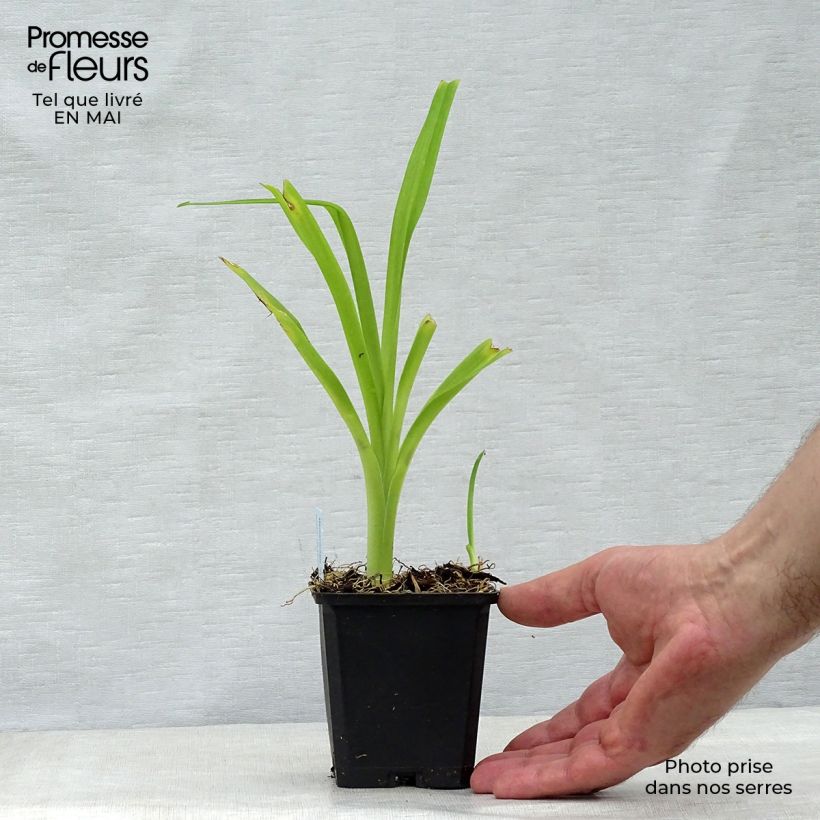 Aster alpinus Goliath 8/9 cm pot sample as delivered in spring