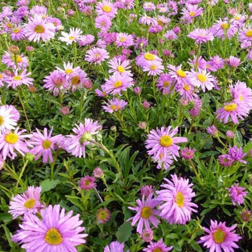 Aster alpinus Happy End (Plant habit)