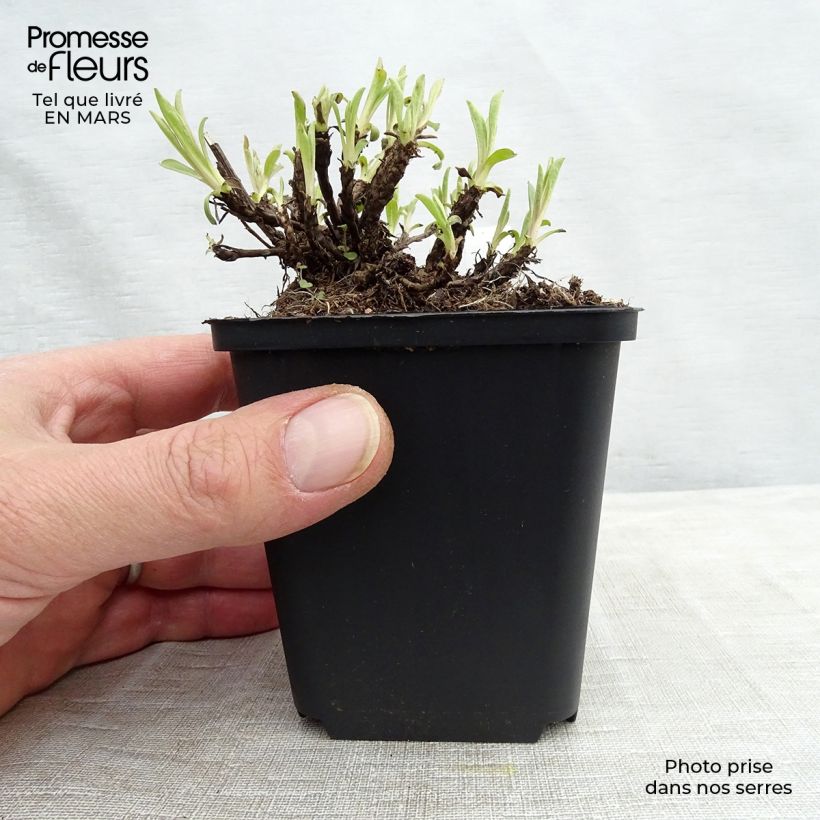 Aster alpinus Happy End 8/9 cm pot sample as delivered in spring