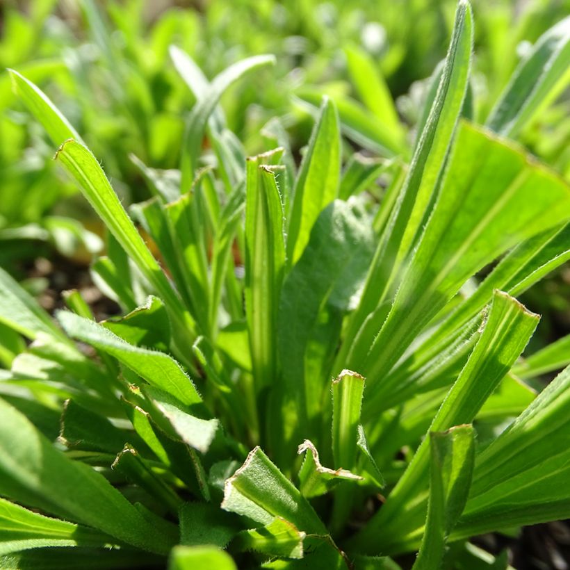 Aster alpinus Pinkie (Foliage)