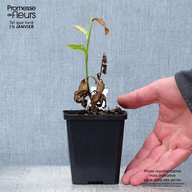 Aster amellus Blue King 8/9 cm pot sample as delivered in winter