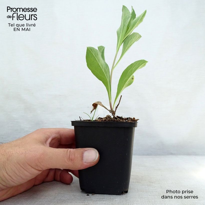 Aster amellus Blue King 8/9 cm pot sample as delivered in spring