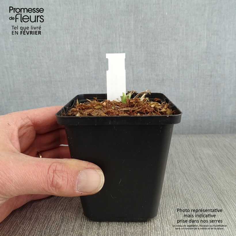 Aster amellus Rudolf Goethe 8/9 cm pot sample as delivered in winter