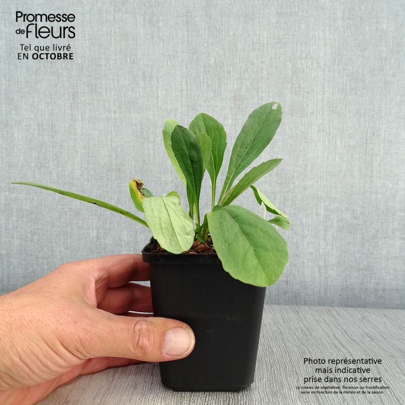 Aster amellus Rudolf Goethe 8/9 cm pot sample as delivered in autumn