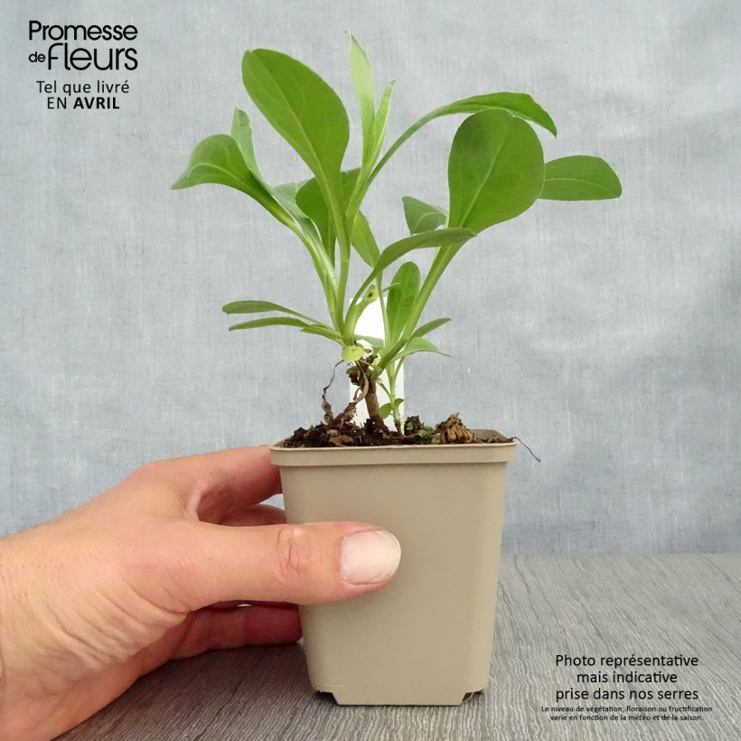 Aster amellus Sonia 8/9 cm pot sample as delivered in spring