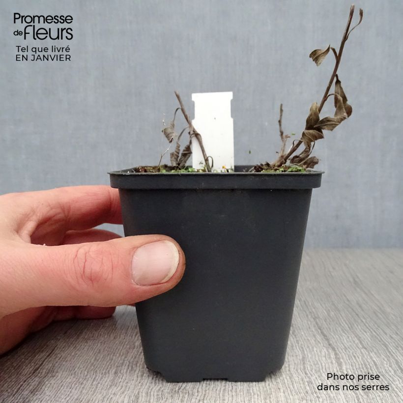 Aster amellus Veilchenkönigin - Violet Queen 8/9 cm pot sample as delivered in winter