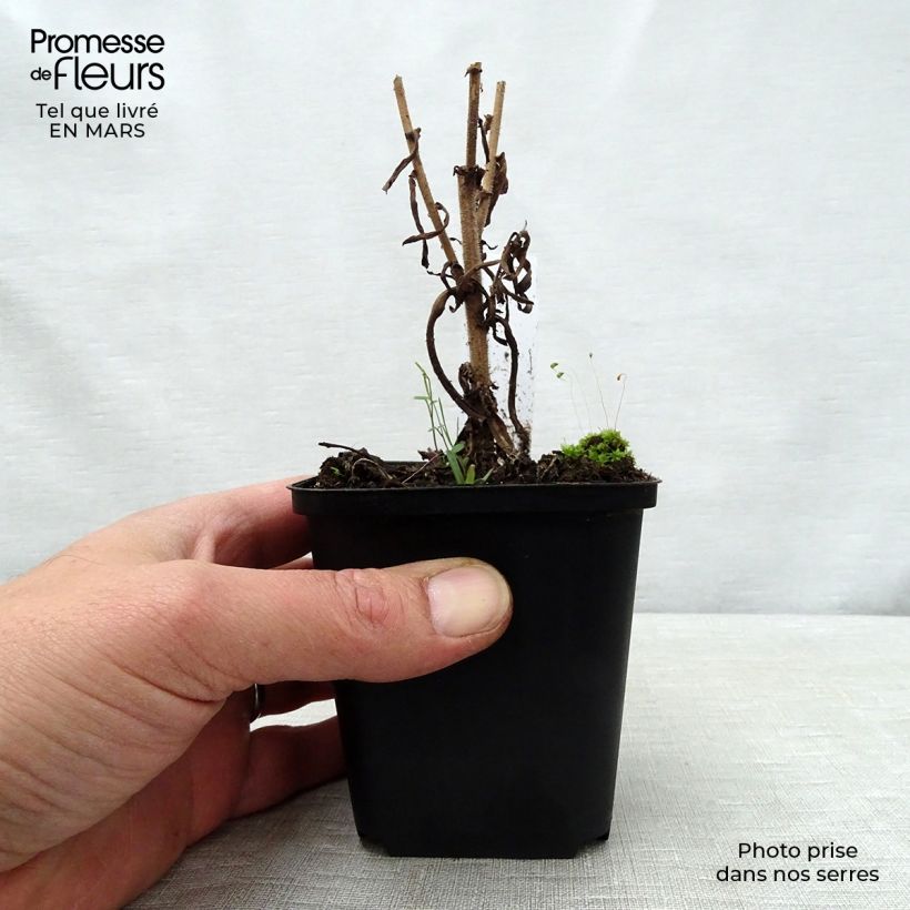 Aster amethystinus Kylie 8/9 cm pot sample as delivered in spring