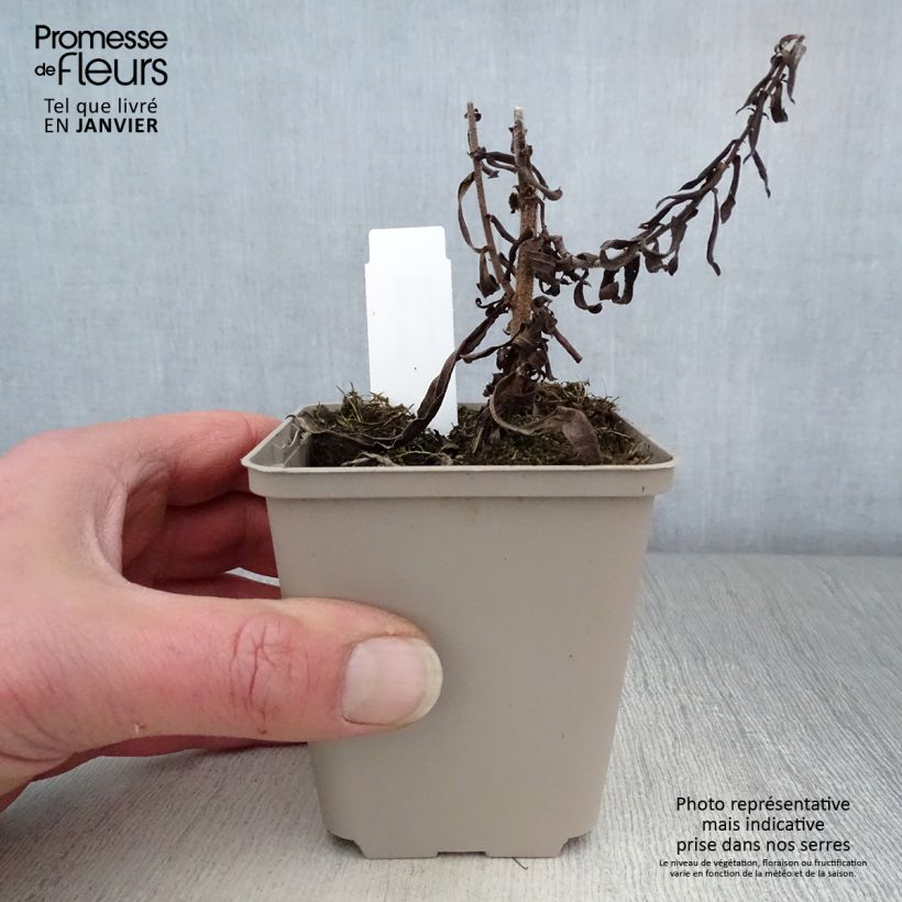 Aster amethystinus Kylie 8/9 cm pot sample as delivered in winter