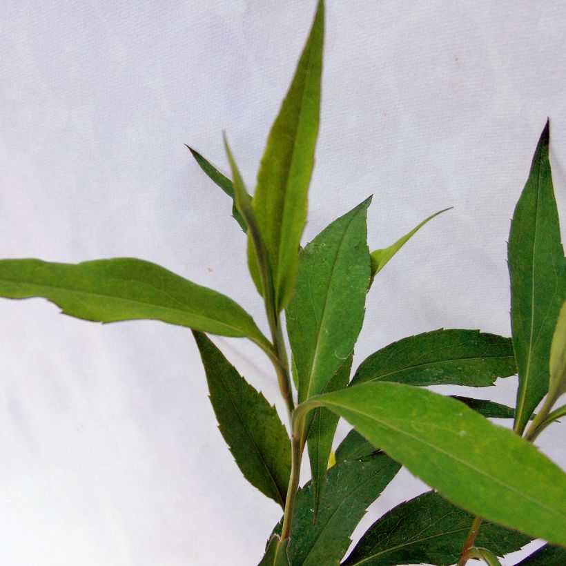 Aster cordifolius Blue Heaven (Foliage)