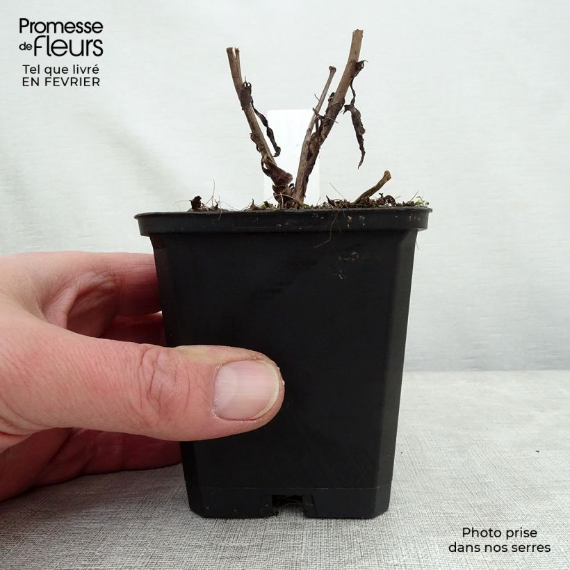 Aster cordifolius Blue Heaven 8/9 cm pot sample as delivered in winter