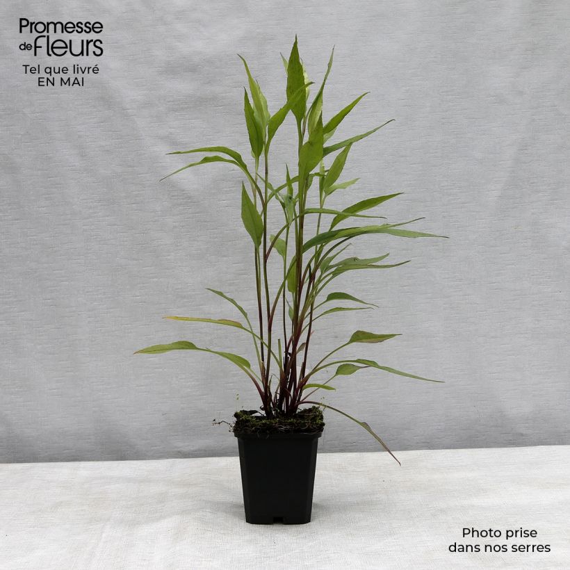 Aster cordifolius Blue Heaven 8/9 cm pot sample as delivered in spring