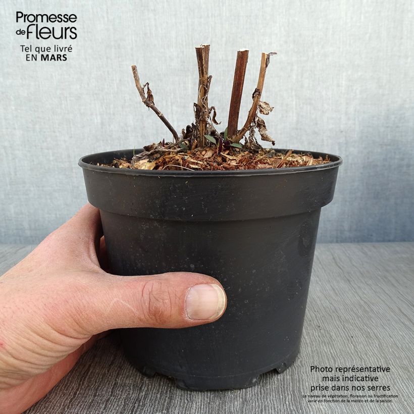 Aster cordifolius Blue Heaven 2L/3L pot sample as delivered in winter