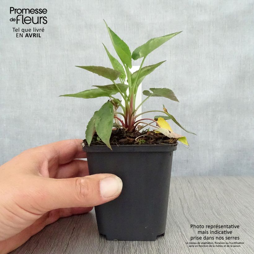 Aster cordifolius Blütenregen 8/9 cm pot sample as delivered in spring