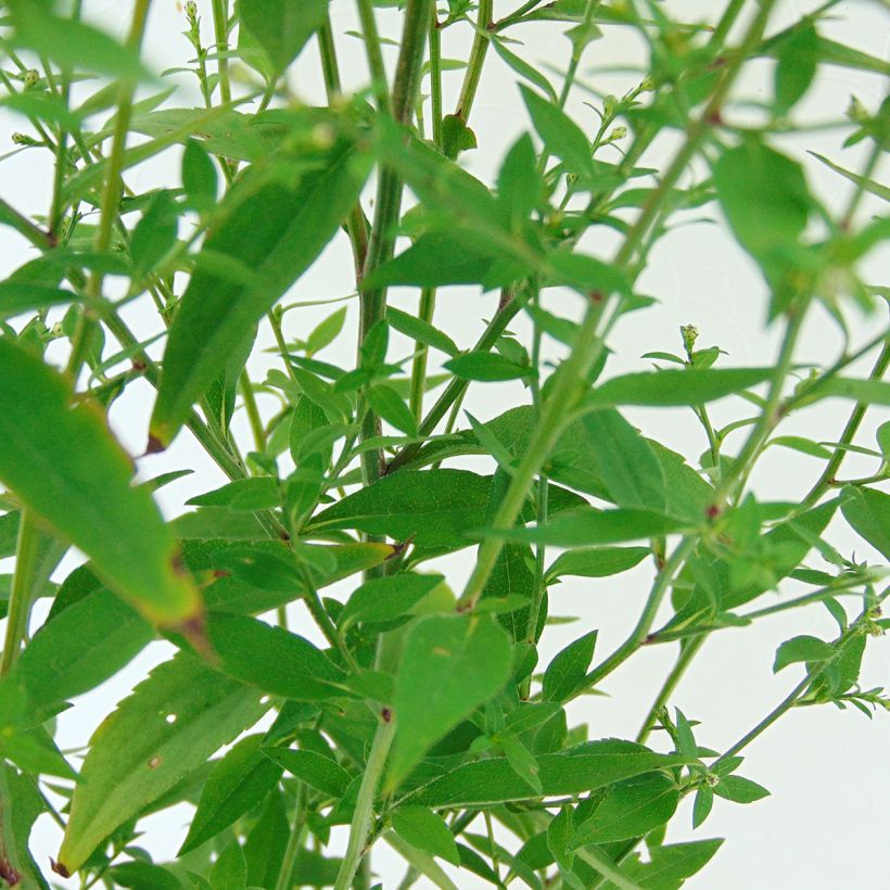 Aster cordifolius Ideal (Foliage)