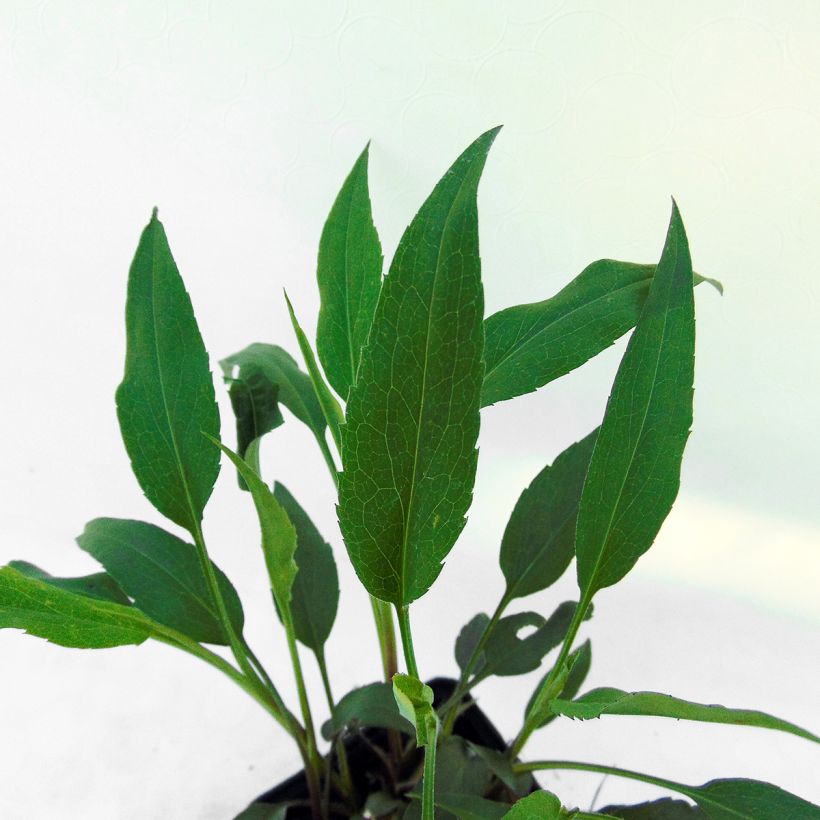 Aster cordifolius Little Carlow (Foliage)
