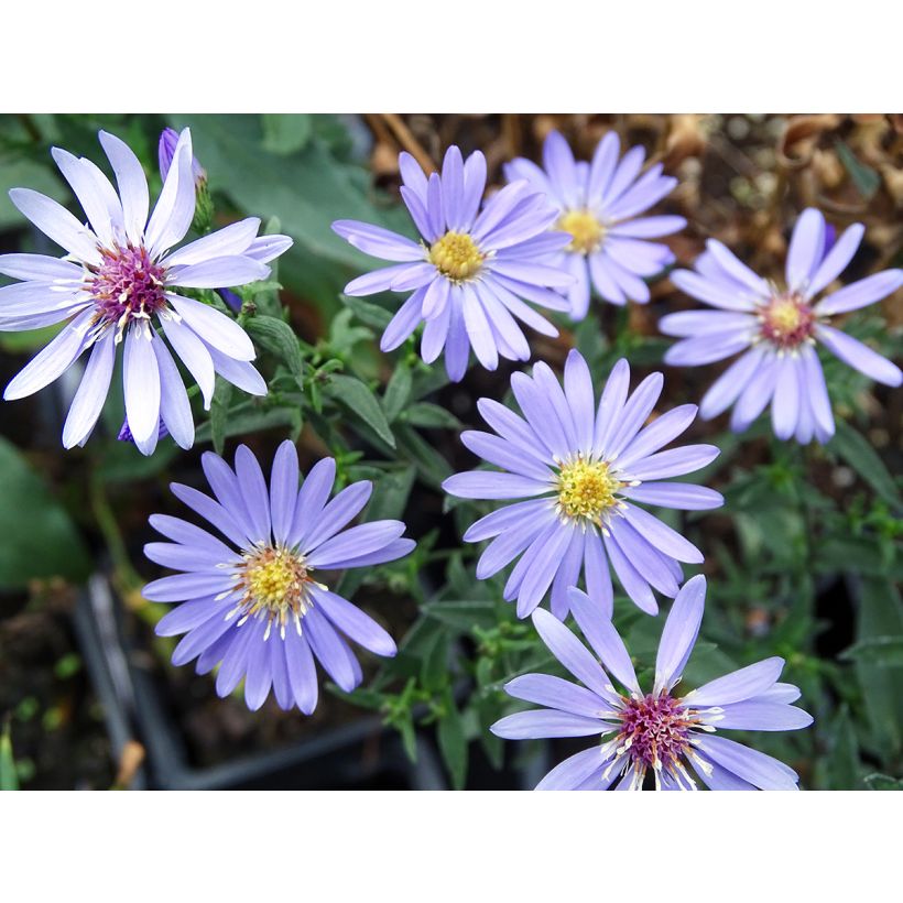 Aster cordifolius Little Carlow (Flowering)