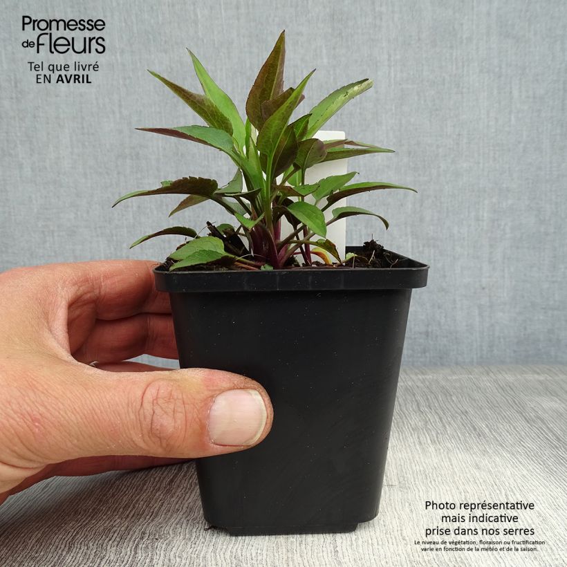 Aster cordifolius Little Carlow 8/9 cm pot sample as delivered in spring