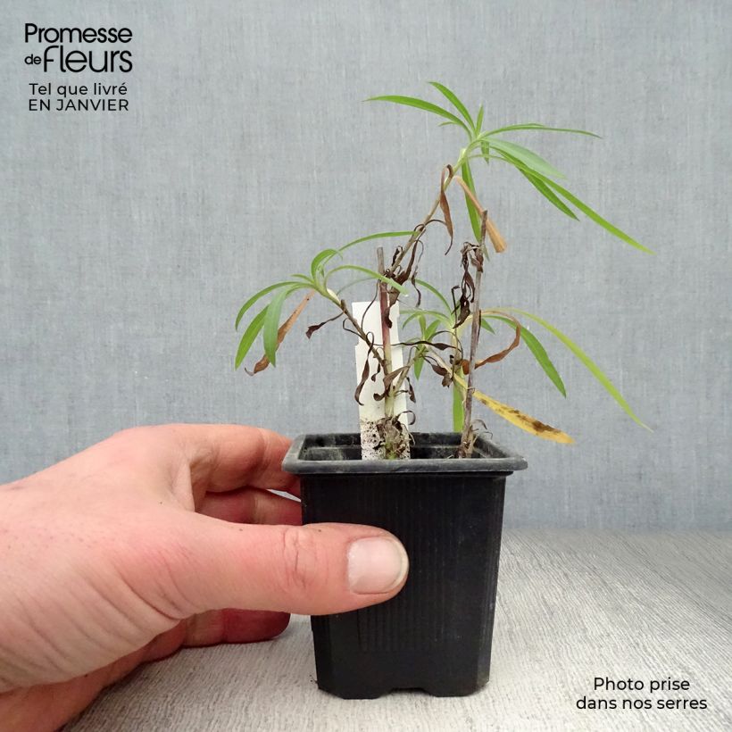 Aster datschii 8/9 cm pot sample as delivered in winter