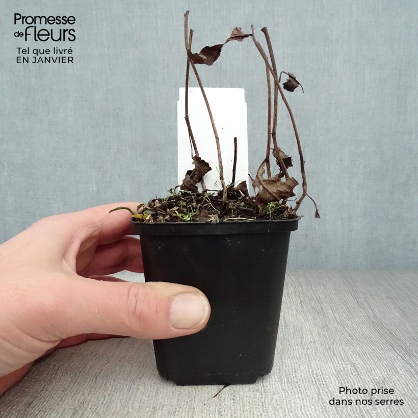 Aster divaricatus 8/9 cm pot sample as delivered in winter