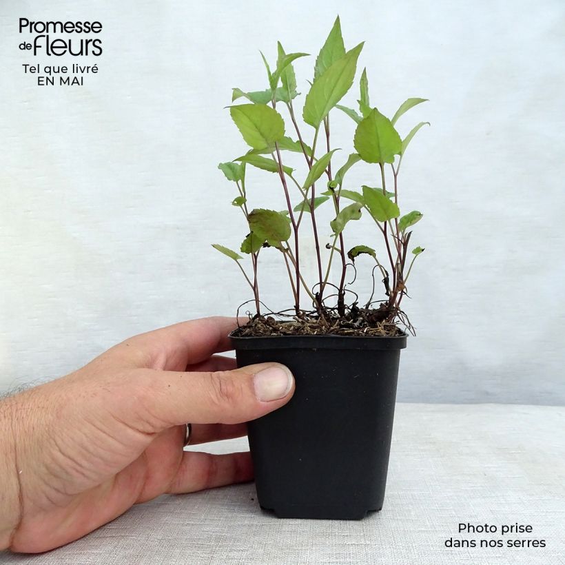 Aster divaricatus Beth Chatto 8/9 cm pot sample as delivered in spring