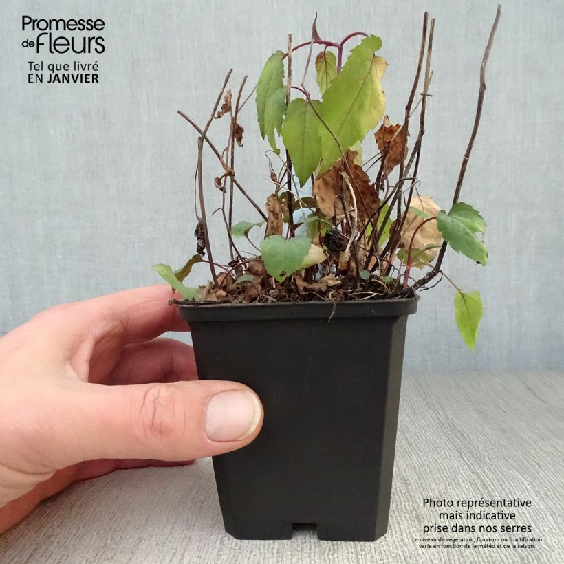 Aster divaricatus Beth Chatto 8/9 cm pot sample as delivered in winter