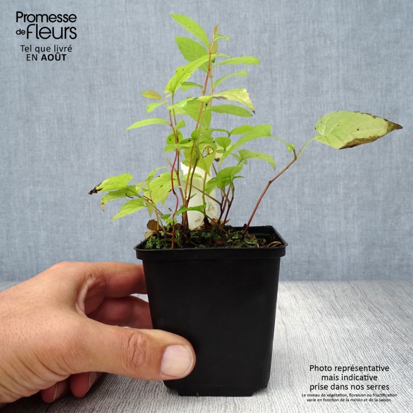 Aster divaricatus Tradescant 8/9 cm pot sample as delivered in summer