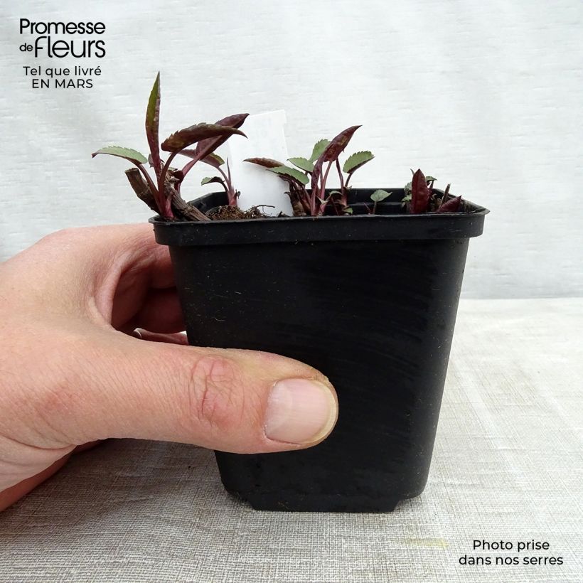 Aster divaricatus Tradescant 8/9 cm pot sample as delivered in spring