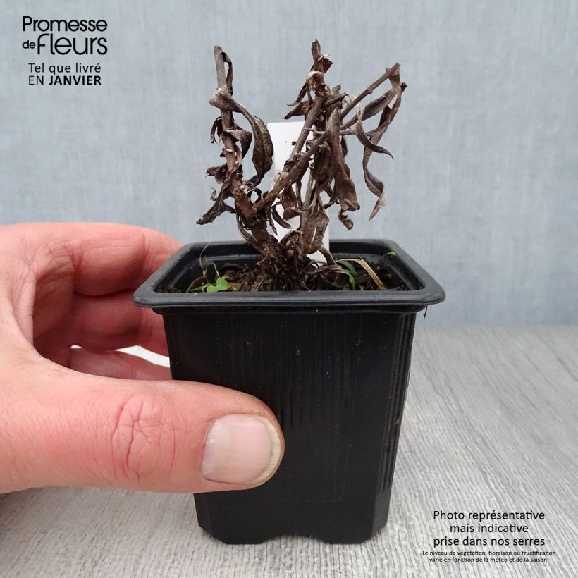 Aster dumosus Augenweide 8/9 cm pot sample as delivered in winter