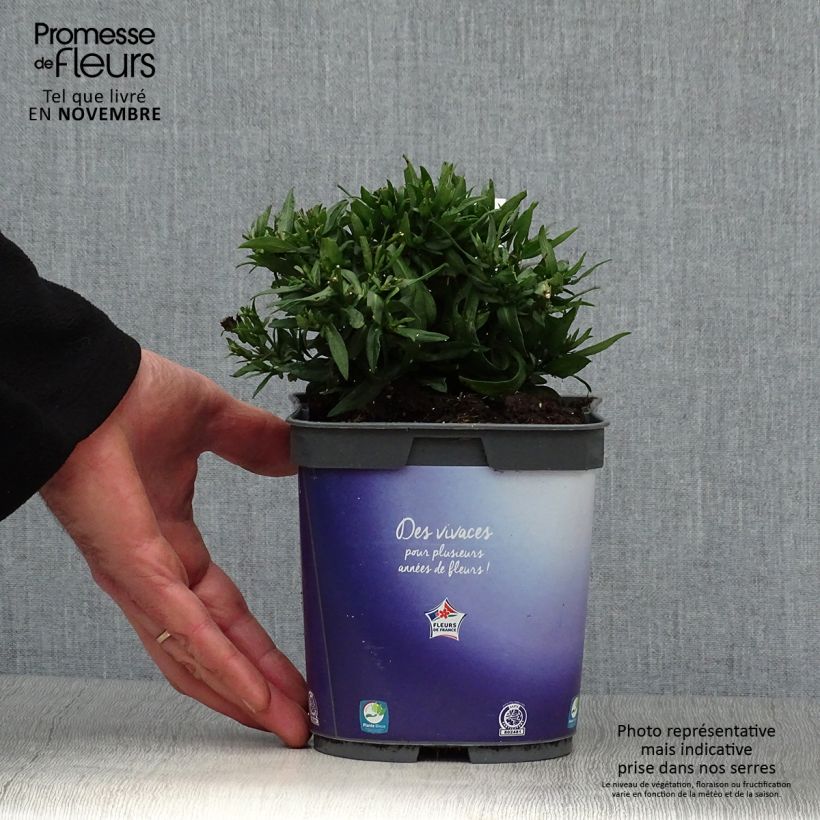Aster dumosus Augenweide 2L/3L pot sample as delivered in autumn