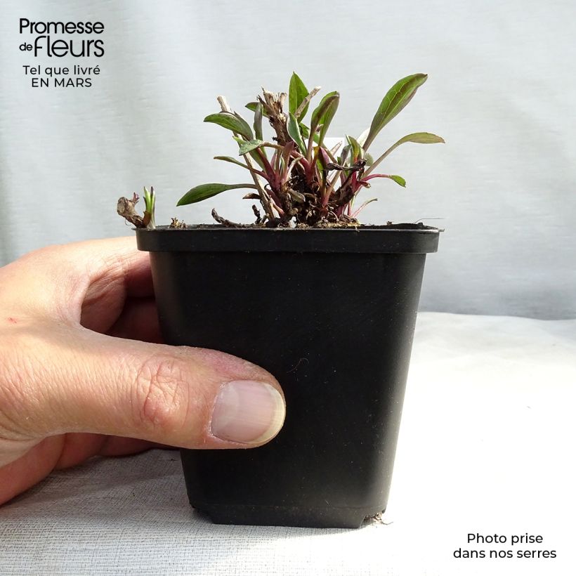 Aster dumosus Bahamas 8/9 cm pot sample as delivered in winter