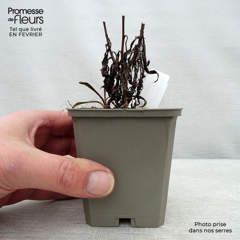 Aster dumosus Kristina 8/9 cm pot sample as delivered in winter