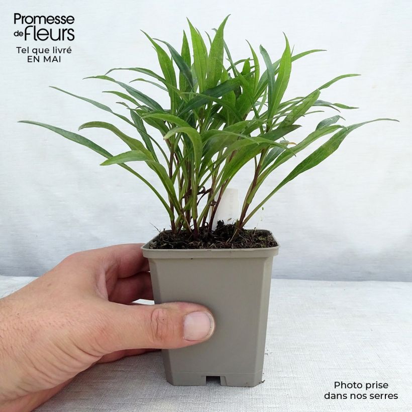 Aster dumosus Kristina 8/9 cm pot sample as delivered in spring