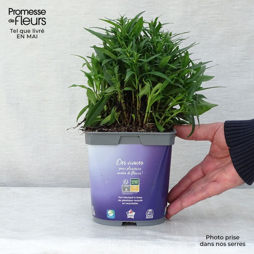 Aster dumosus Lady in Blue 2L/3L pot sample as delivered in spring