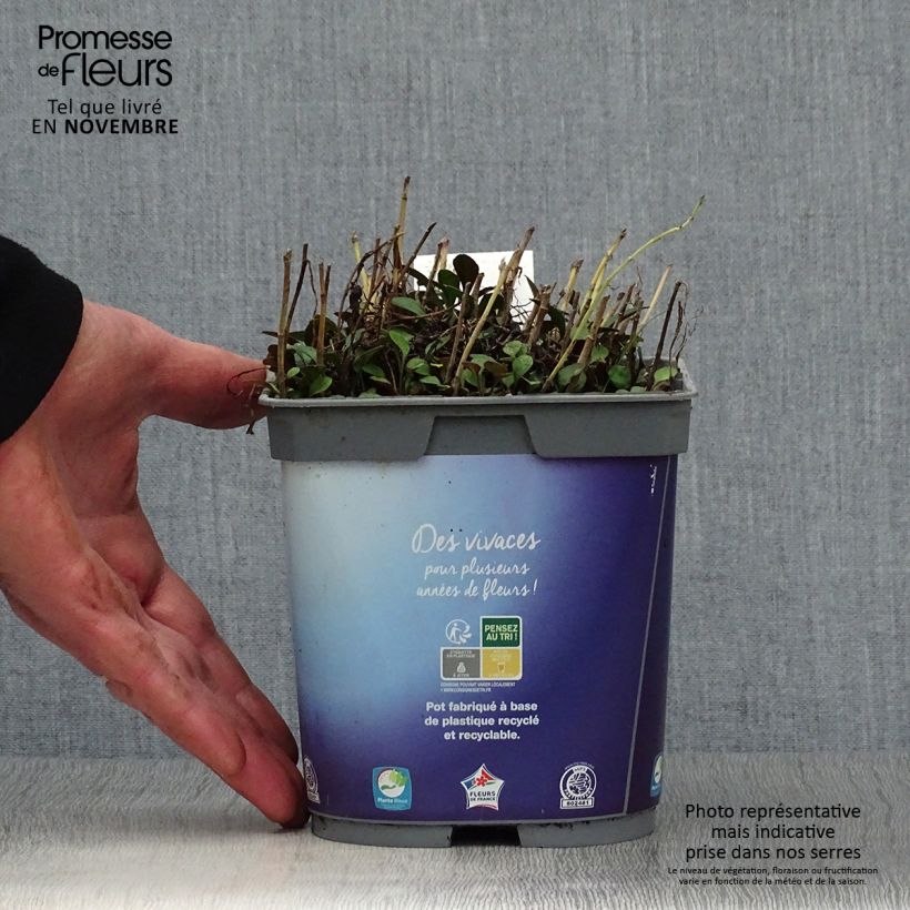 Aster dumosus Lady in Blue 2L/3L pot sample as delivered in autumn