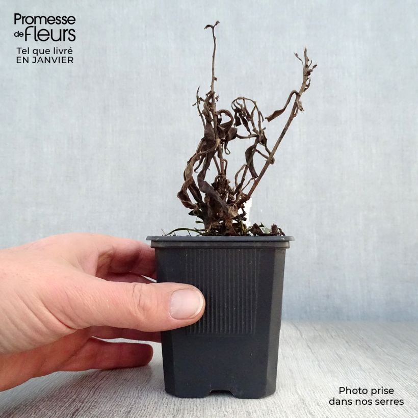 Aster dumosus Marjorie 8/9 cm pot sample as delivered in winter