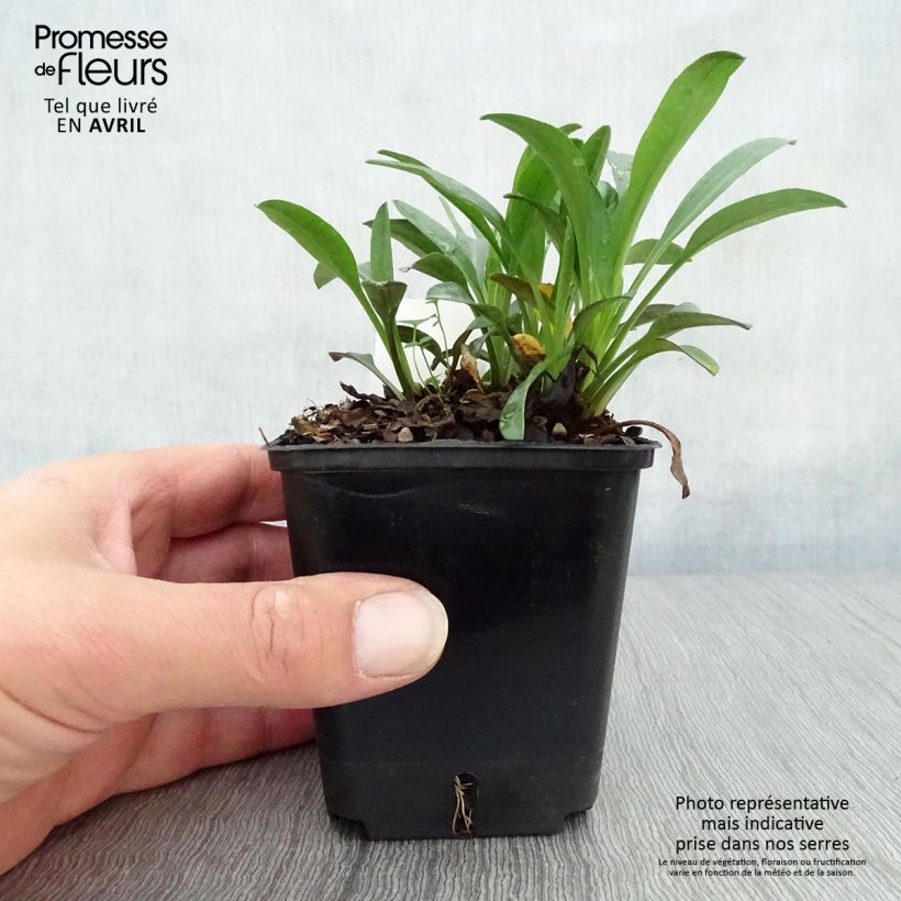 Aster dumosus Marjorie 8/9 cm pot sample as delivered in spring