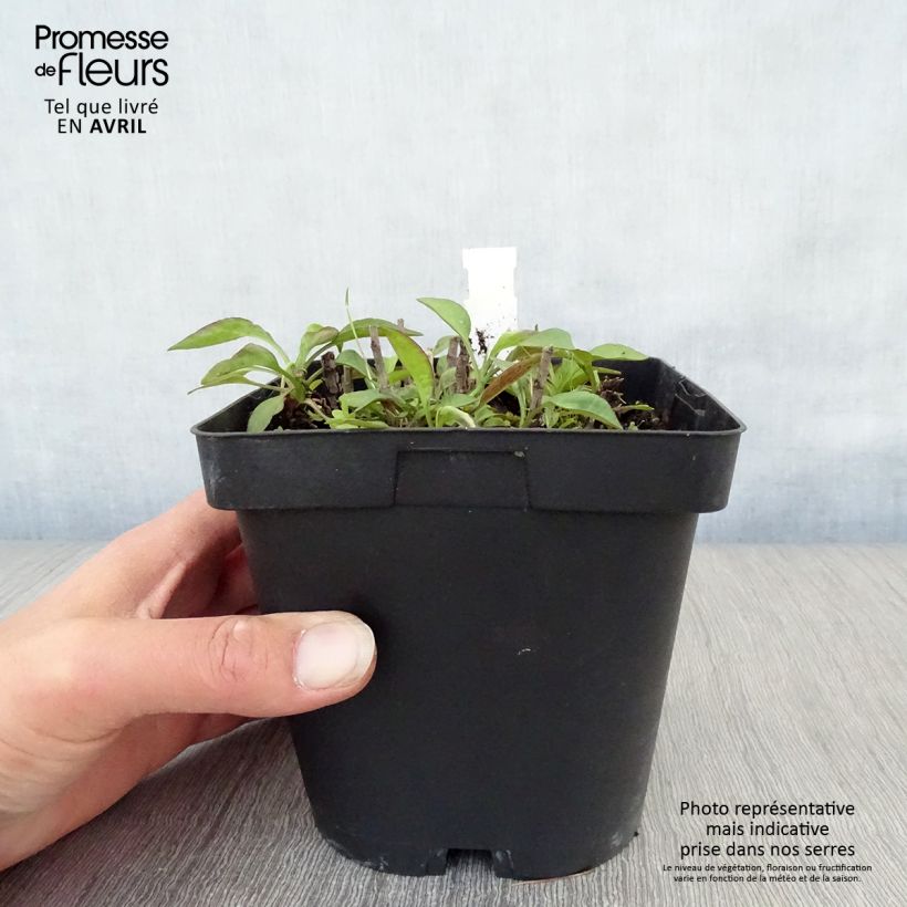 Aster dumosus Marjorie 2L/3L pot sample as delivered in spring